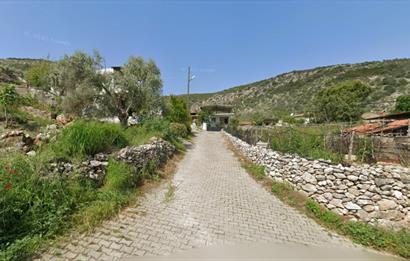 10050.62 m2 Olive Grove in Milas Damlıboğaz Village