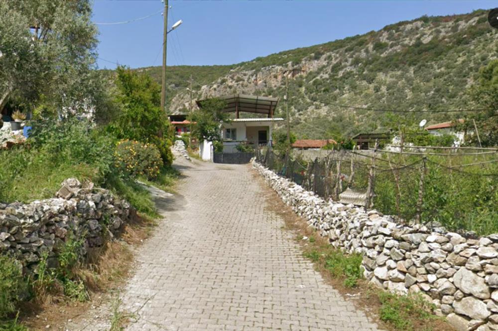 10050.62 m2 Olive Grove in Milas Damlıboğaz Village
