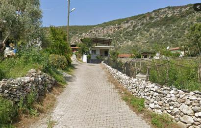 10050.62 m2 Olive Grove in Milas Damlıboğaz Village
