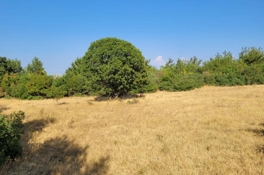 CENTURY21 BAL'DAN ALTIEYLÜL BOZEN'DE SATILIK 8465 M2 TARLA