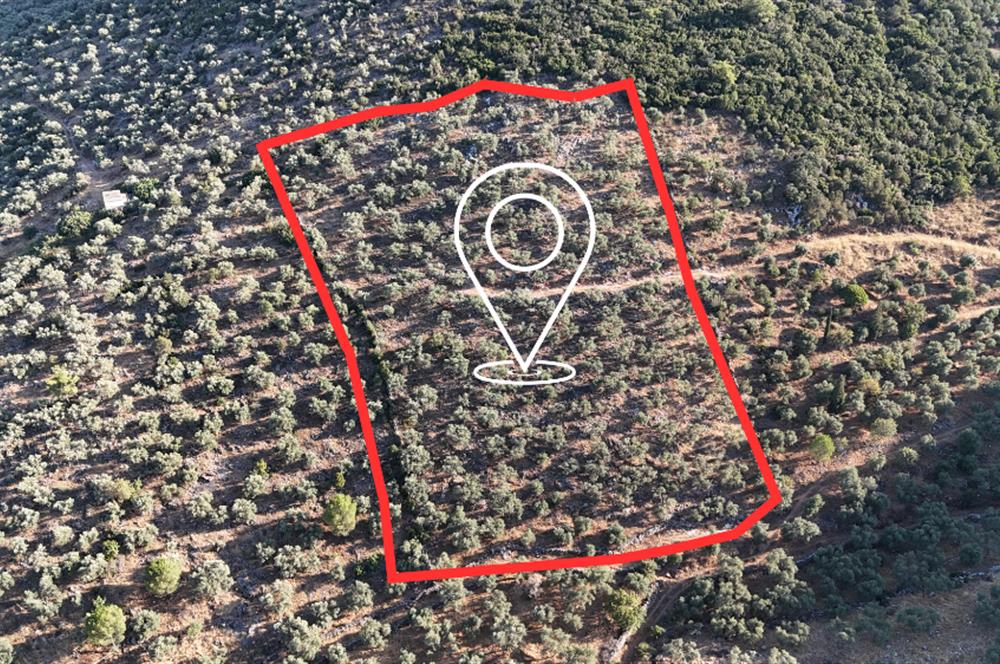 10050.62 m2 Olive Grove in Milas Damlıboğaz Village