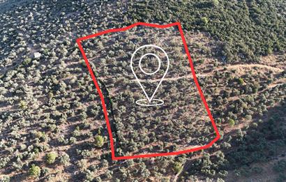 10050.62 m2 Olive Grove in Milas Damlıboğaz Village