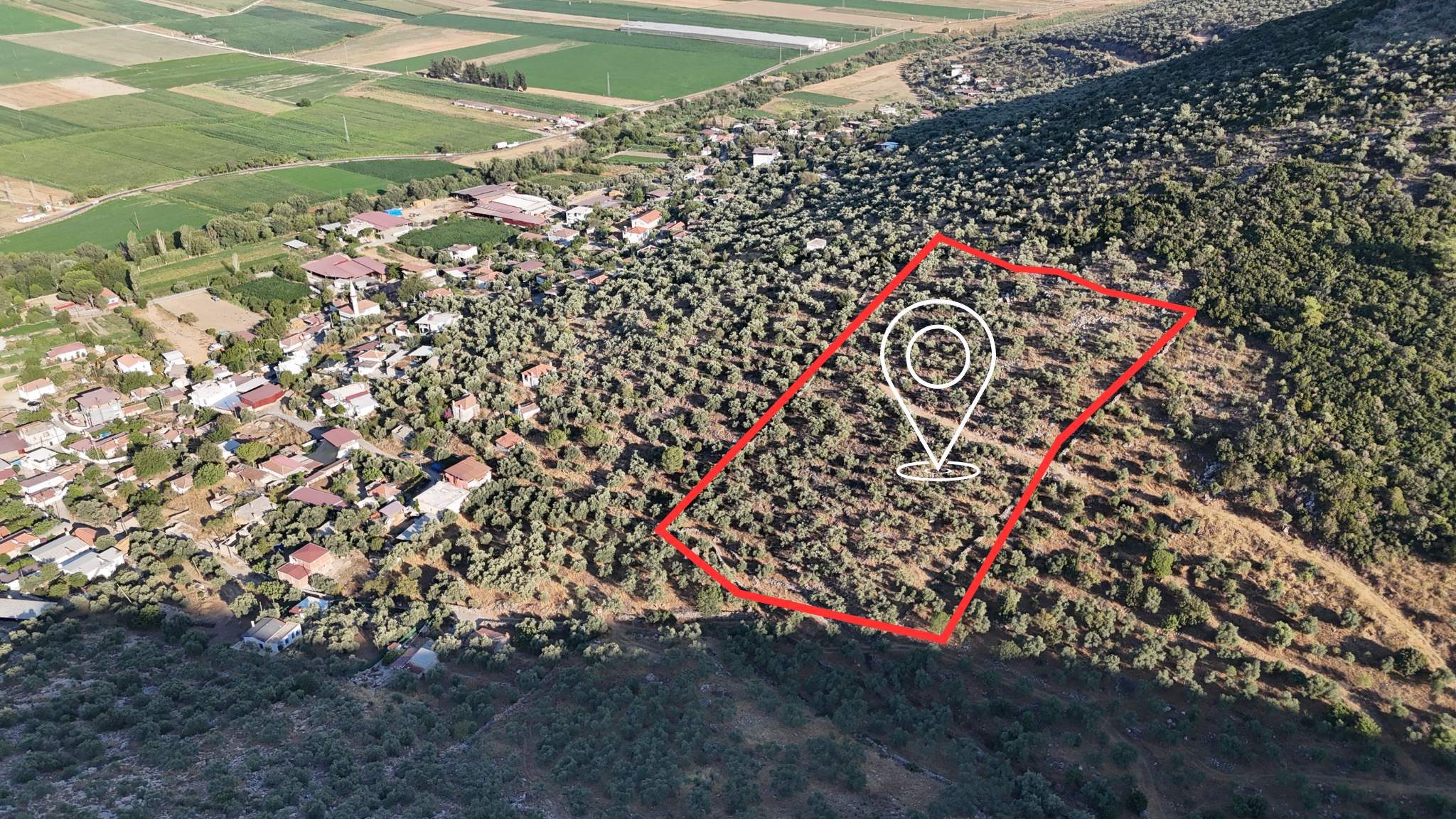 10050.62 m2 Olive Grove in Milas Damlıboğaz Village