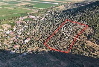 10050.62 m2 Olive Grove in Milas Damlıboğaz Village
