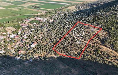 10050.62 m2 Olive Grove in Milas Damlıboğaz Village