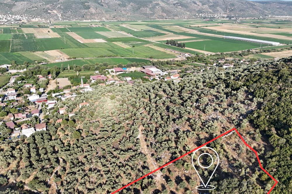 10050.62 m2 Olive Grove in Milas Damlıboğaz Village
