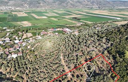 10050.62 m2 Olive Grove in Milas Damlıboğaz Village
