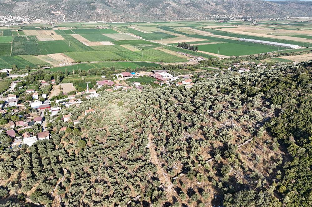 10050.62 m2 Olive Grove in Milas Damlıboğaz Village