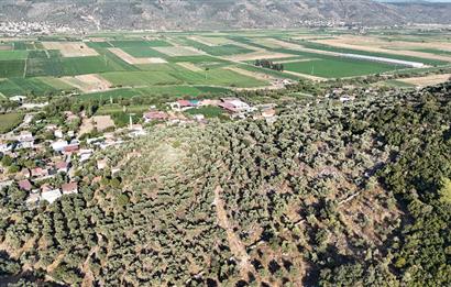 10050.62 m2 Olive Grove in Milas Damlıboğaz Village