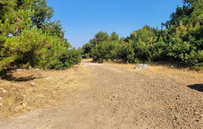 CENTURY21 BAL'DAN ALTIEYLÜL BOZEN'DE SATILIK 8465 M2 TARLA