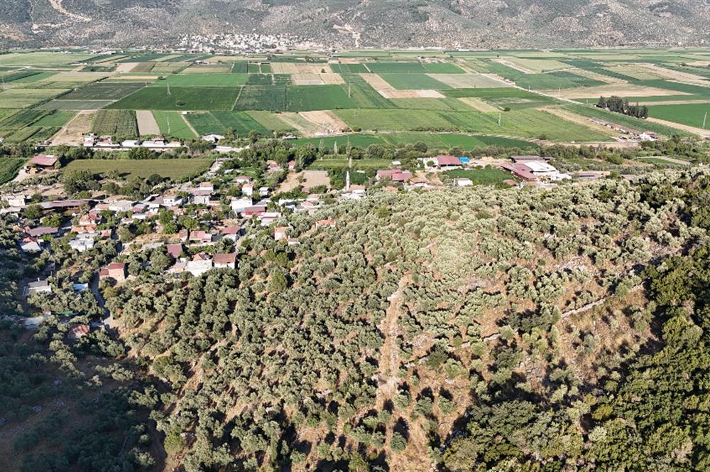 10050.62 m2 Olive Grove in Milas Damlıboğaz Village