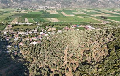 10050.62 m2 Olive Grove in Milas Damlıboğaz Village