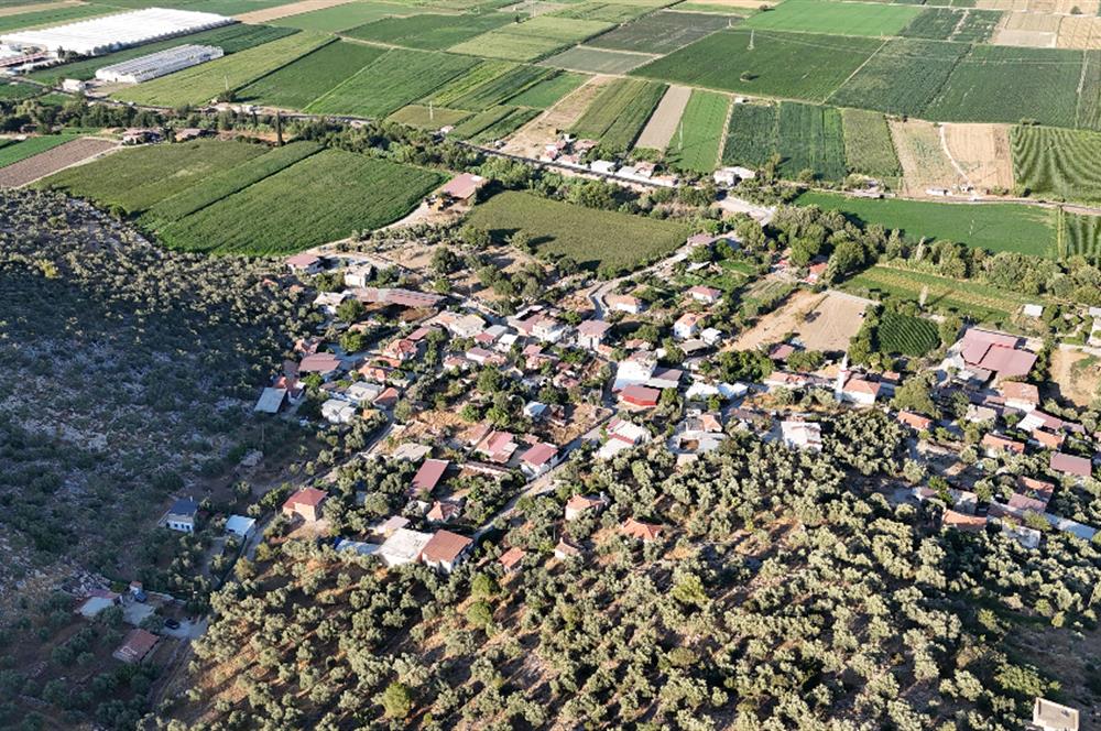 10050.62 m2 Olive Grove in Milas Damlıboğaz Village