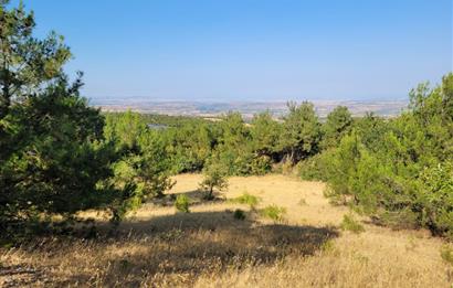 CENTURY21 BAL'DAN ALTIEYLÜL BOZEN'DE SATILIK 8465 M2 TARLA