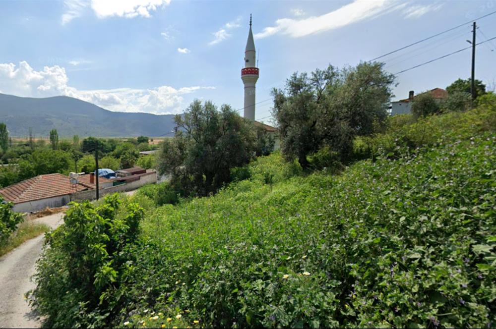 10050.62 m2 Olive Grove in Milas Damlıboğaz Village