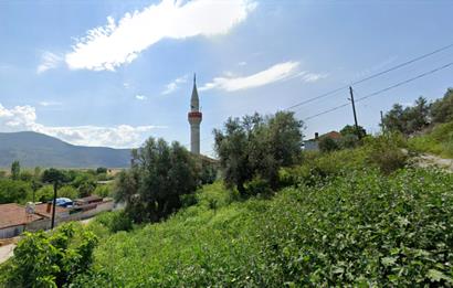 10050.62 m2 Olive Grove in Milas Damlıboğaz Village
