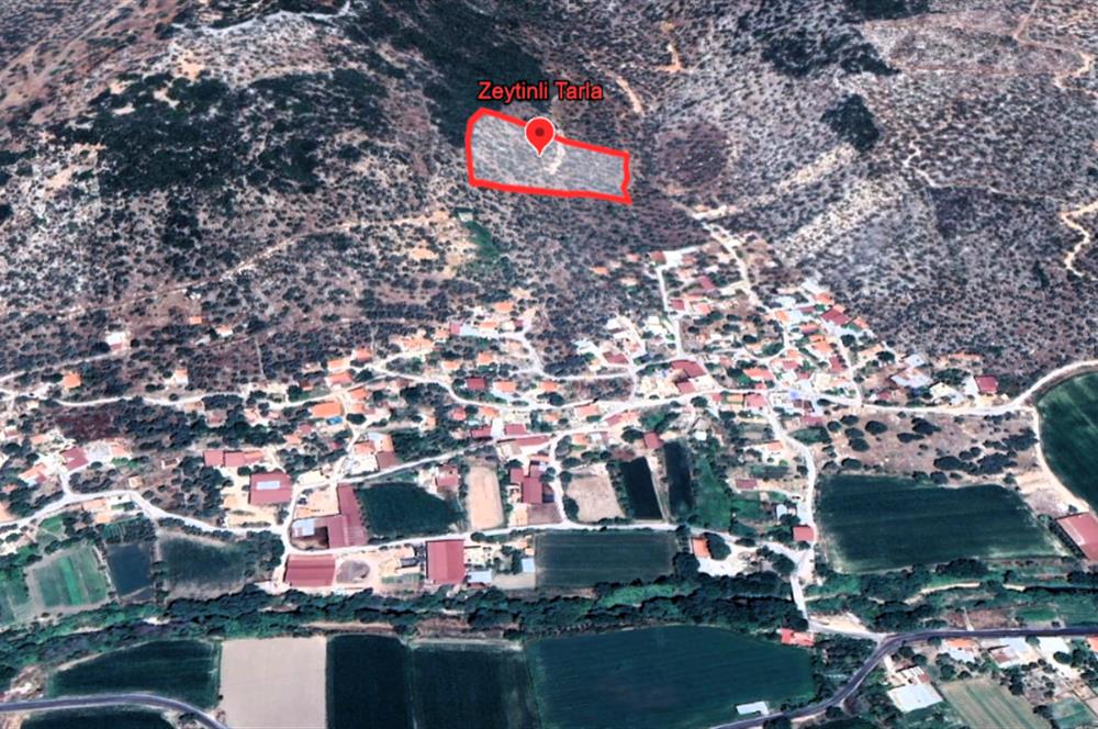 10050.62 m2 Olive Grove in Milas Damlıboğaz Village