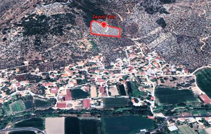 10050.62 m2 Olive Grove in Milas Damlıboğaz Village