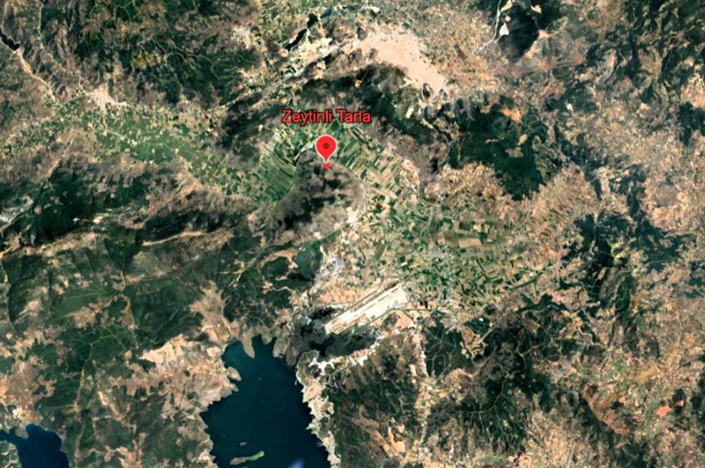 10050.62 m2 Olive Grove in Milas Damlıboğaz Village