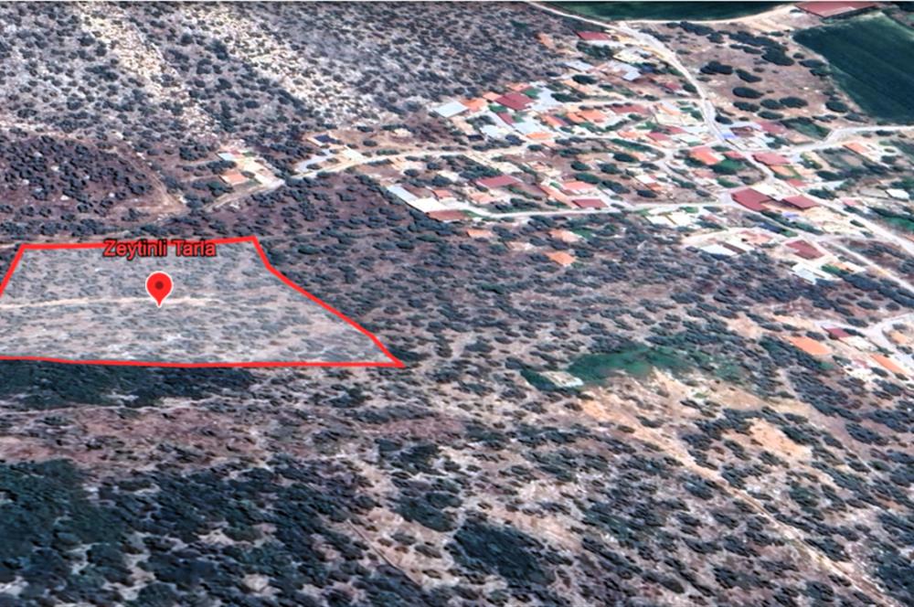 10050.62 m2 Olive Grove in Milas Damlıboğaz Village