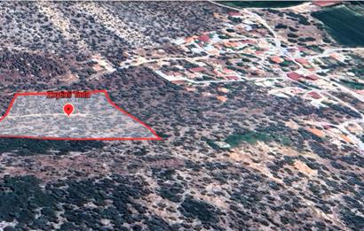 10050.62 m2 Olive Grove in Milas Damlıboğaz Village