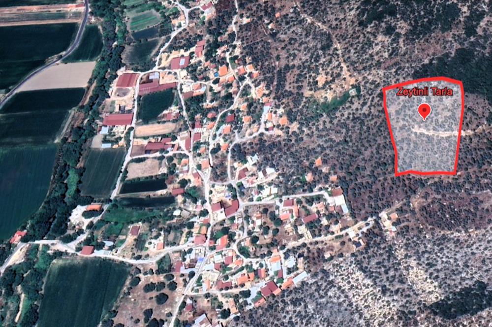 10050.62 m2 Olive Grove in Milas Damlıboğaz Village