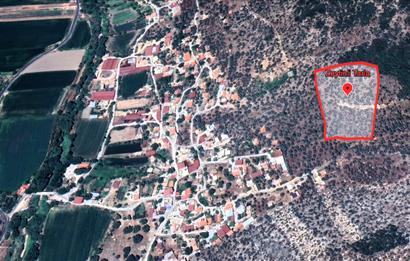 10050.62 m2 Olive Grove in Milas Damlıboğaz Village