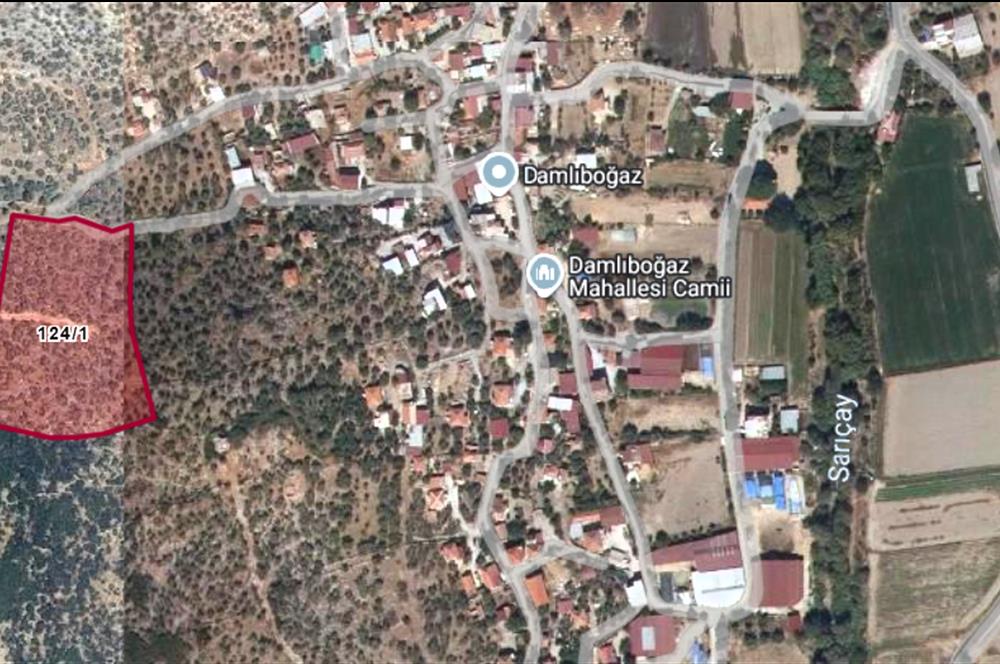 10050.62 m2 Olive Grove in Milas Damlıboğaz Village