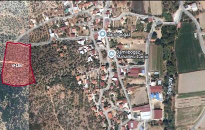 10050.62 m2 Olive Grove in Milas Damlıboğaz Village