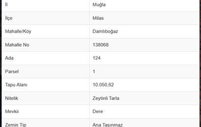 10050.62 m2 Olive Grove in Milas Damlıboğaz Village