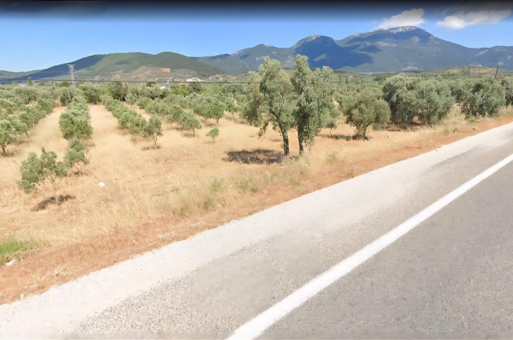 Philsa Caddesi Üzeri Satılık Fırsat Zeytinlik