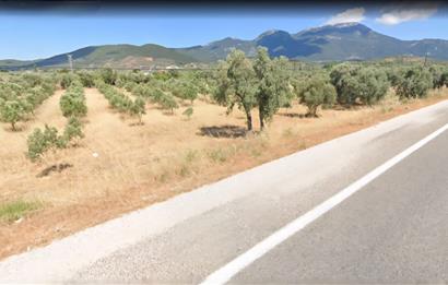 Philsa Caddesi Üzeri Satılık Fırsat Zeytinlik