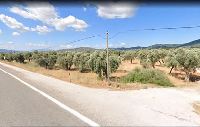 Philsa Caddesi Üzeri Satılık Fırsat Zeytinlik
