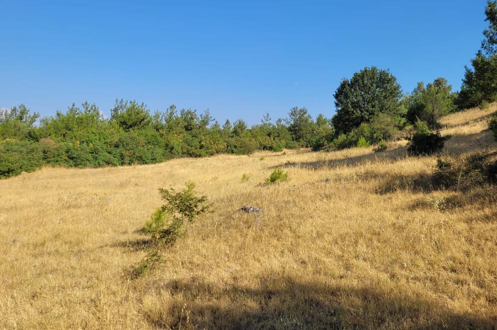 CENTURY21 BAL'DAN ALTIEYLÜL BOZEN'DE SATILIK 8465 M2 TARLA