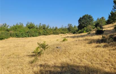 CENTURY21 BAL'DAN ALTIEYLÜL BOZEN'DE SATILIK 8465 M2 TARLA