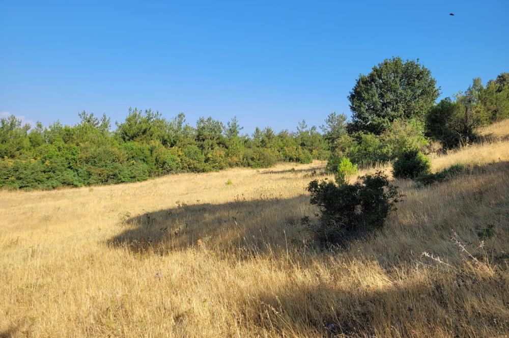 CENTURY21 BAL'DAN ALTIEYLÜL BOZEN'DE SATILIK 8465 M2 TARLA
