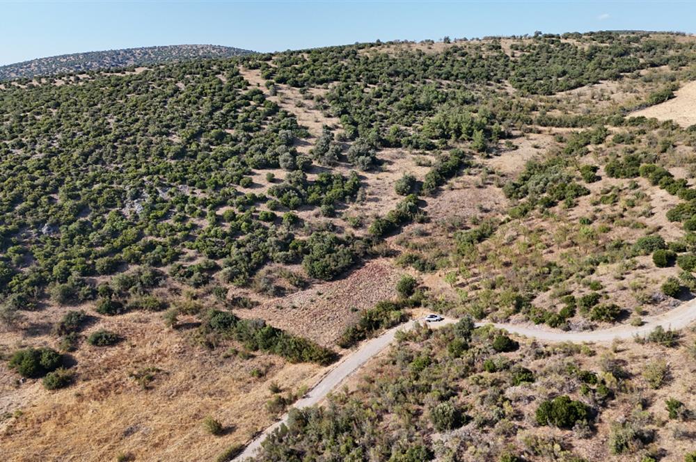 C21 WİNNER KEPSUT NUSRET KÖYÜNDE 4.005m² SATILIK TARLA