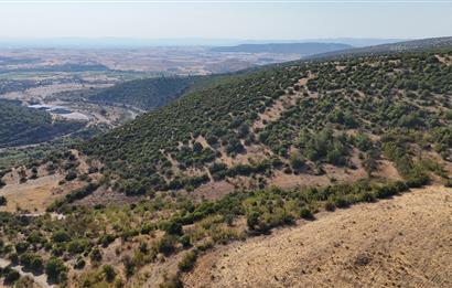 C21 WİNNER KEPSUT NUSRET KÖYÜNDE 4.005m² SATILIK TARLA