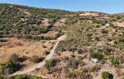 C21 WİNNER KEPSUT NUSRET KÖYÜNDE 4.005m² SATILIK TARLA