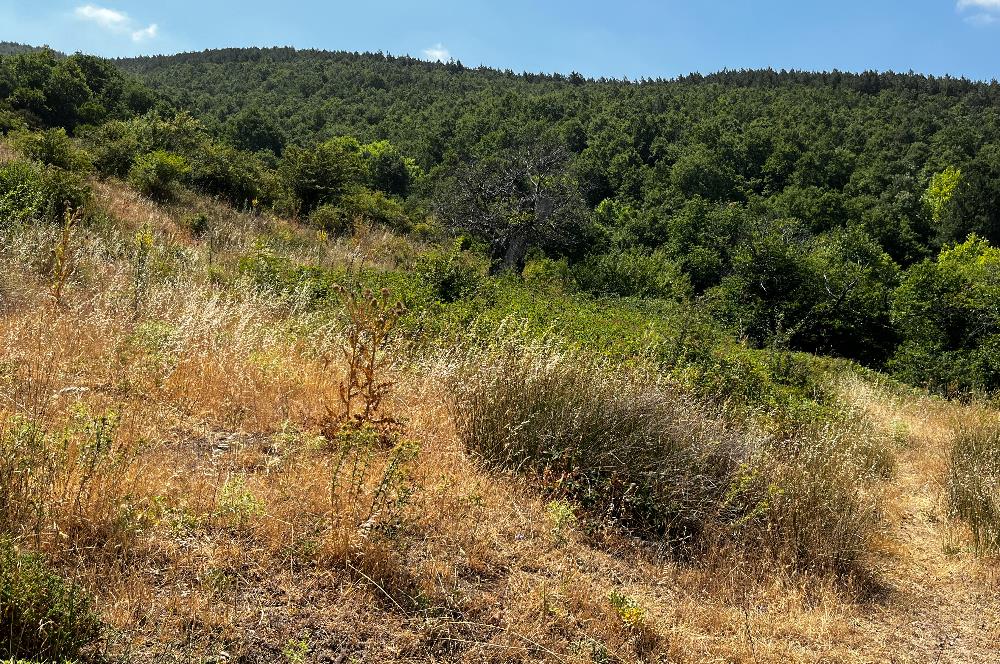 C21 Cius ; Küçük Kumla Mahallesinde 5002 m2 Satılık Tarla