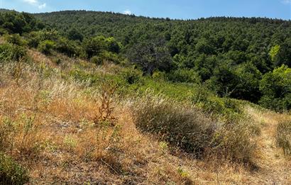 C21 Cius ; Küçük Kumla Mahallesinde 5002 m2 Satılık Tarla