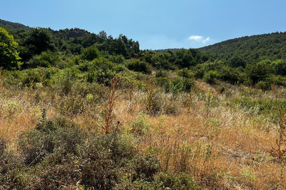 C21 Cius ; Küçük Kumla Mahallesinde 5002 m2 Satılık Tarla