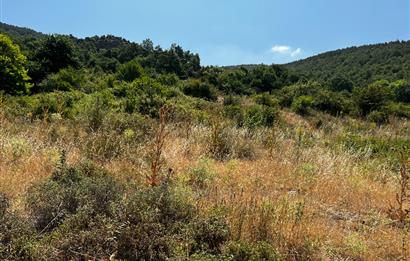 C21 Cius ; Küçük Kumla Mahallesinde 5002 m2 Satılık Tarla