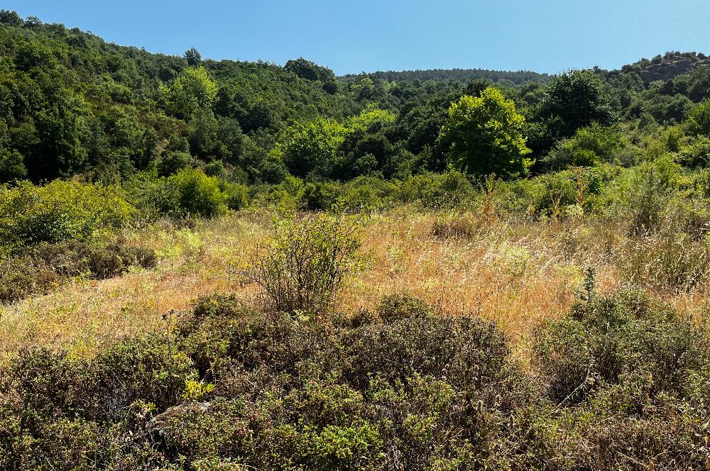 C21 Cius ; Küçük Kumla Mahallesinde 5002 m2 Satılık Tarla