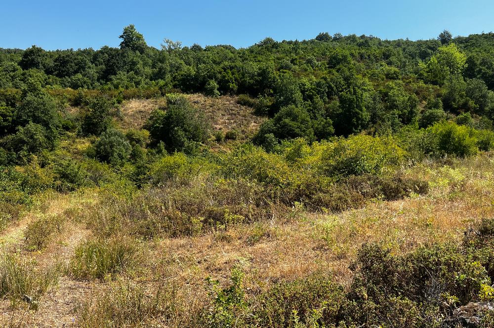 C21 Cius ; Küçük Kumla Mahallesinde 5002 m2 Satılık Tarla