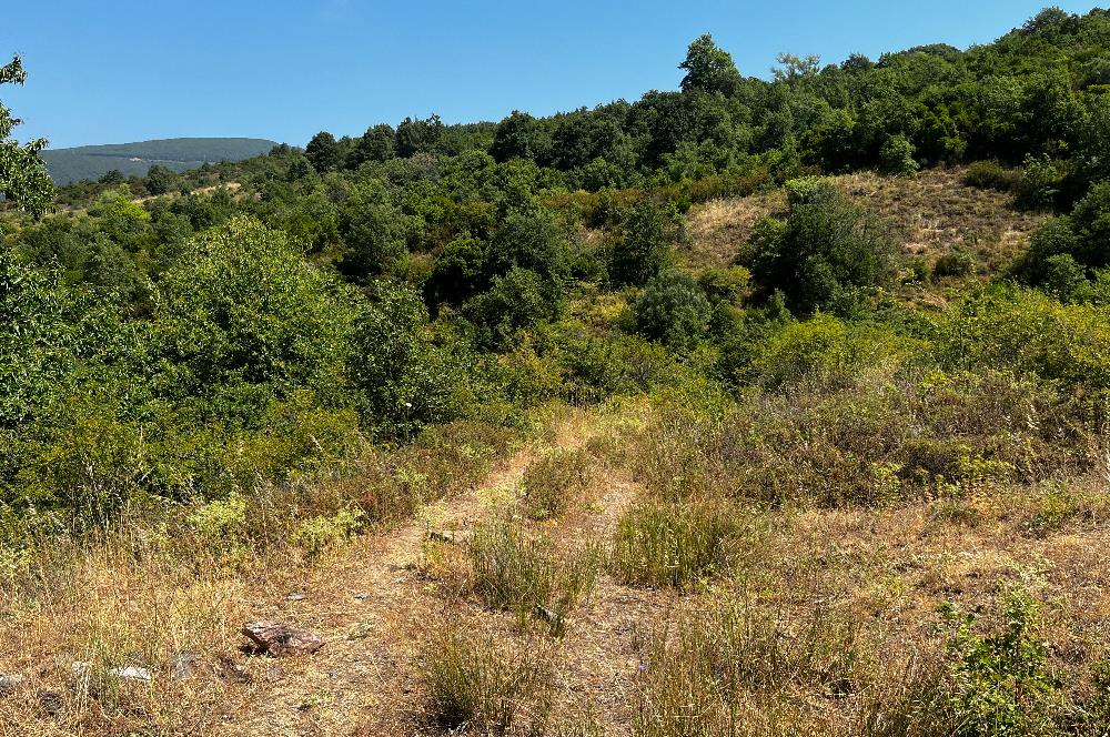 C21 Cius ; Küçük Kumla Mahallesinde 5002 m2 Satılık Tarla