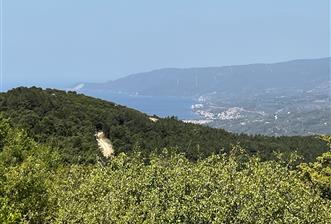 C21 Cius ; Küçük Kumla Mahallesinde 3616 m2 Satılık Tarla