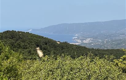 C21 Cius ; Küçük Kumla Mahallesinde 3616 m2 Satılık Tarla