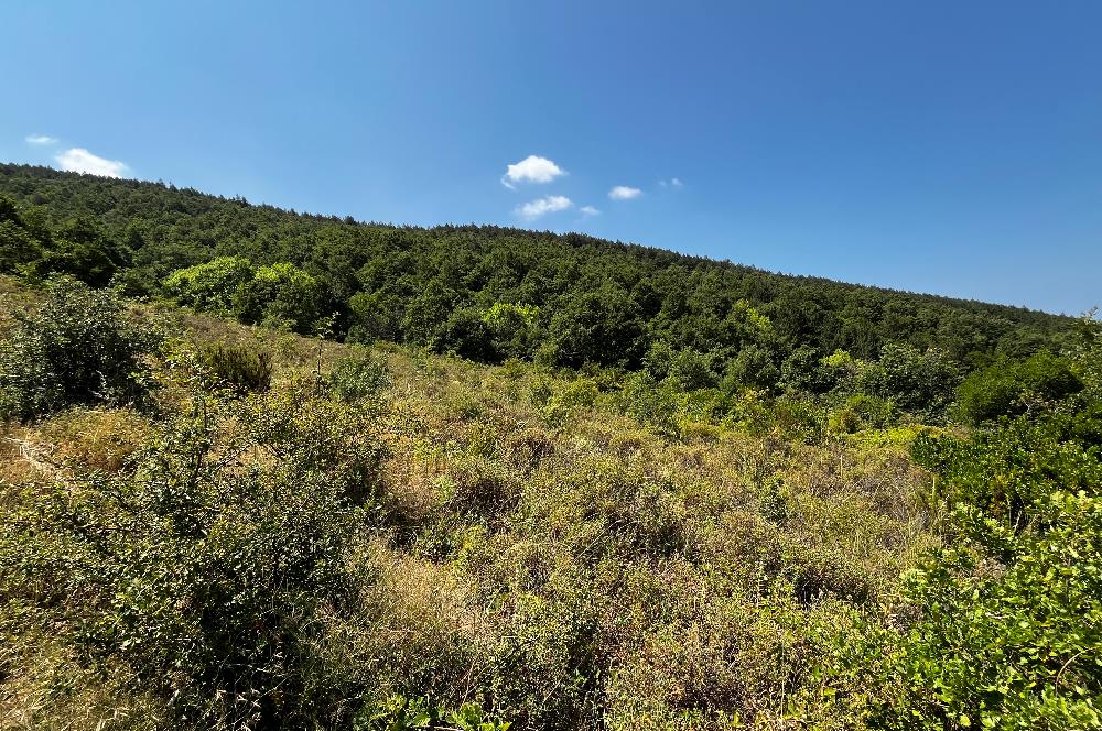 C21 Cius ; Küçük Kumla Mahallesinde 3616 m2 Satılık Tarla