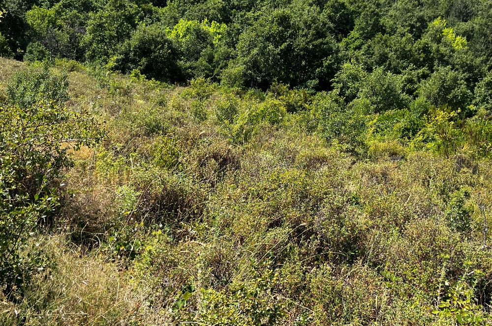 C21 Cius ; Küçük Kumla Mahallesinde 3616 m2 Satılık Tarla